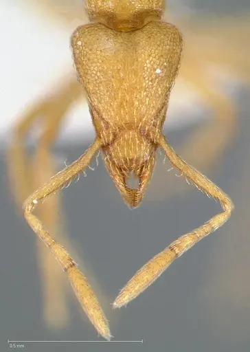 Strumigenys erynnes specimen CASENT0005448 image casent0005448_2