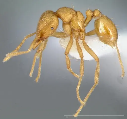Strumigenys erynnes specimen CASENT0005448 image casent0005448_3