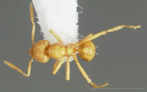 Strumigenys erynnes specimen CASENT0005449 image casent0005449_1