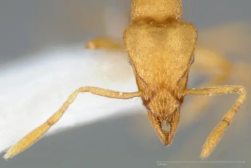 Strumigenys erynnes specimen CASENT0005449 image casent0005449_2