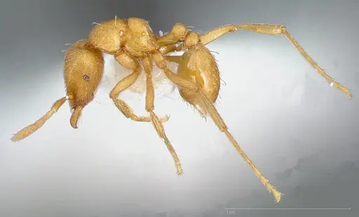 Strumigenys erynnes specimen CASENT0005449 image casent0005449_3