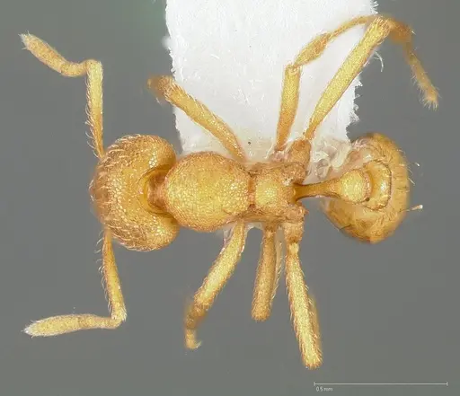 Strumigenys erynnes specimen CASENT0005450 image casent0005450_1