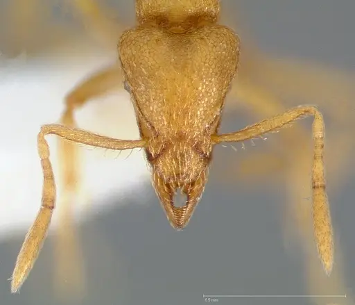 Strumigenys erynnes specimen CASENT0005450 image casent0005450_2