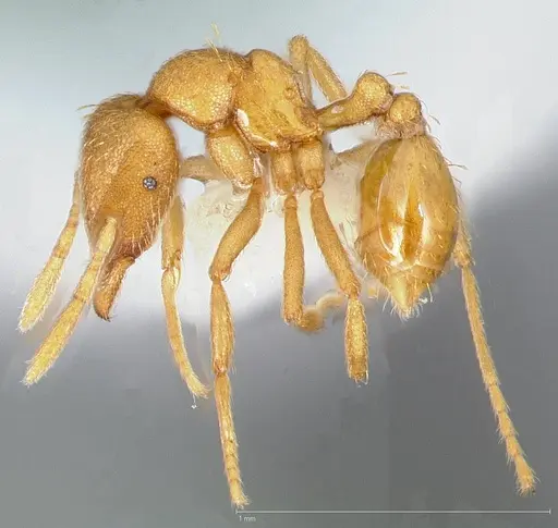 Strumigenys erynnes specimen CASENT0005450 image casent0005450_3