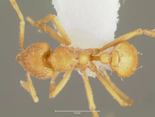 Strumigenys erynnes specimen CASENT0006000 image casent0006000_1