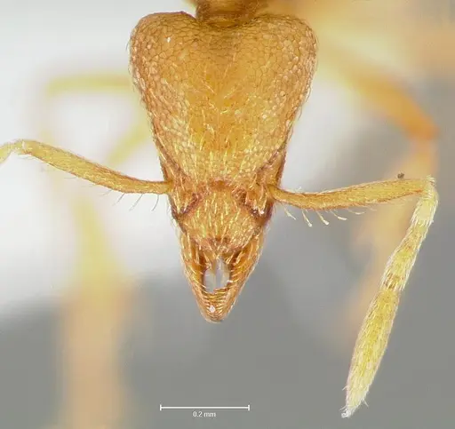 Strumigenys erynnes specimen CASENT0006000 image casent0006000_2