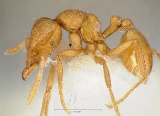 Strumigenys erynnes specimen CASENT0006000 image casent0006000_3