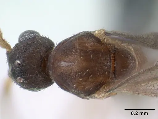 Strumigenys erynnes specimen CASENT0144567 image casent0144567_1