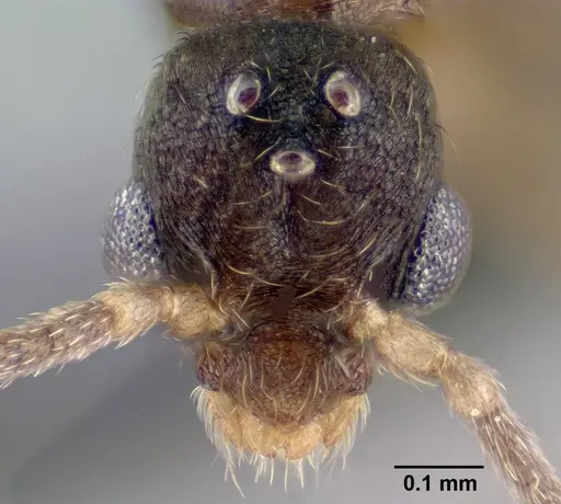 Strumigenys erynnes specimen CASENT0144567 image casent0144567_2