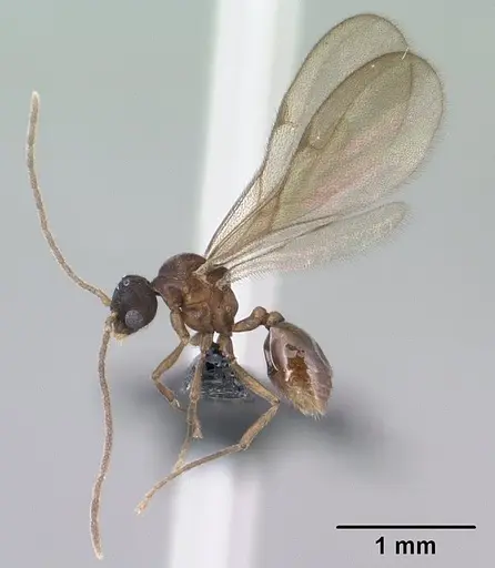Strumigenys erynnes specimen CASENT0144567 image casent0144567_3