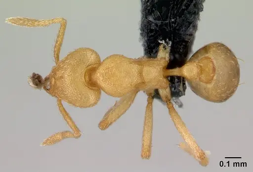 Strumigenys erynnes specimen CASENT0151597 image casent0151597_1
