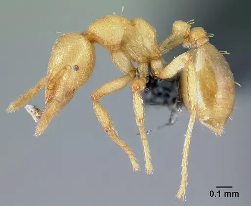 Strumigenys erynnes specimen CASENT0151597 image casent0151597_3