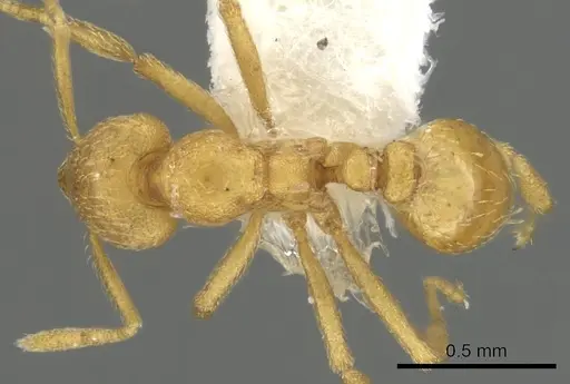Strumigenys erynnes specimen CASENT0900034 image casent0900034_1