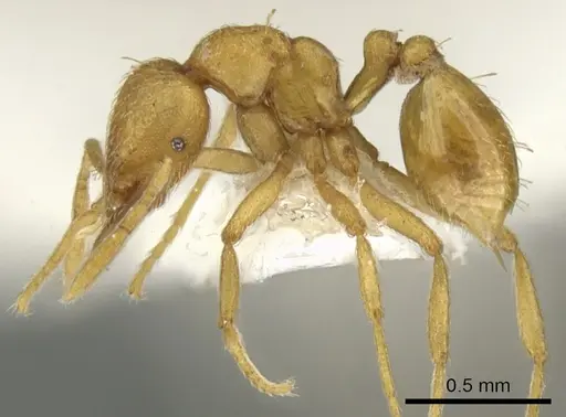 Strumigenys erynnes specimen CASENT0900034 image casent0900034_3