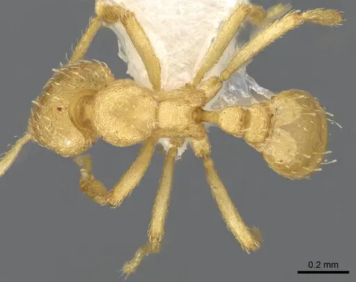 Strumigenys erynnes specimen CASENT0914634 image casent0914634_1