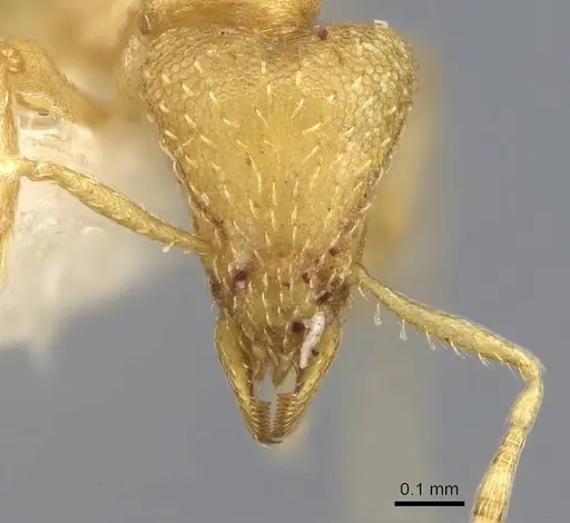 Strumigenys erynnes specimen CASENT0914634 image casent0914634_2