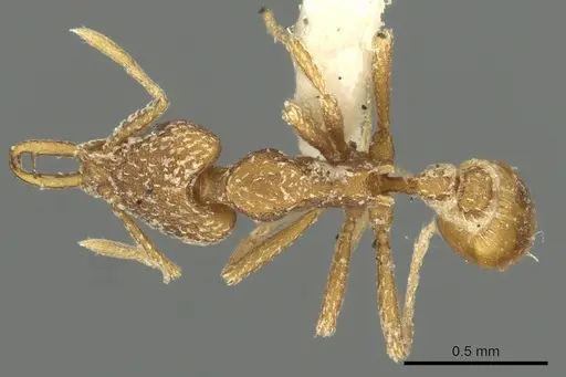 Strumigenys esrossi specimen CASENT0900834 image casent0900834_1