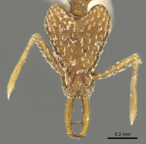 Strumigenys esrossi specimen CASENT0900834 image casent0900834_2