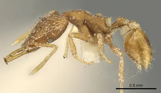 Strumigenys esrossi specimen CASENT0900834 image casent0900834_3