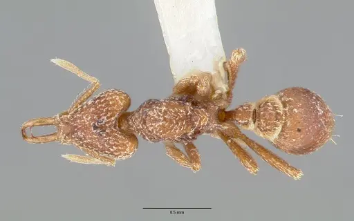 Strumigenys esrossi specimen CASTYPE06892-01 image castype06892-01_1