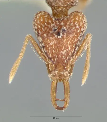 Strumigenys esrossi specimen CASTYPE06892-01 image castype06892-01_2