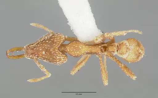Strumigenys esrossi specimen CASTYPE06892-02 image castype06892-02_1