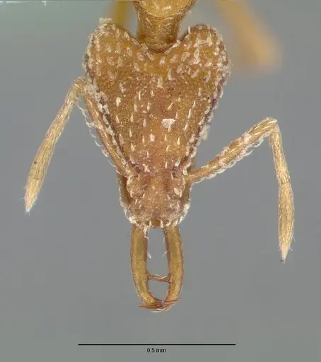 Strumigenys esrossi specimen CASTYPE06892-02 image castype06892-02_2