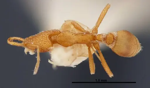 Strumigenys esrossi specimen FMNHINS0000057034 image fmnhins0000057034_1