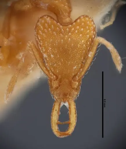 Strumigenys esrossi specimen FMNHINS0000057034 image fmnhins0000057034_2