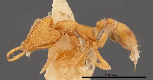 Strumigenys esrossi specimen FMNHINS0000057034 image fmnhins0000057034_3