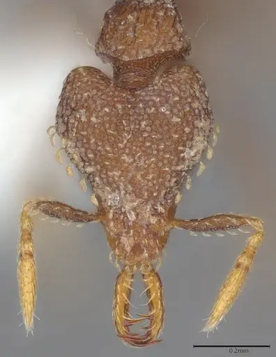 Strumigenys ettillax specimen CASENT0411649 image casent0411649_1