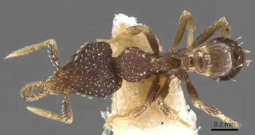 Strumigenys ettillax specimen CASENT0900603 image casent0900603_1