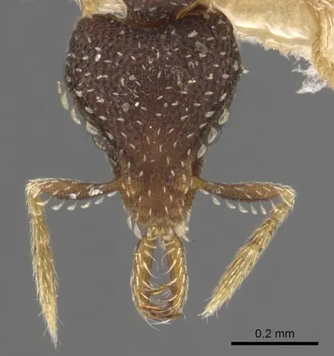 Strumigenys ettillax specimen CASENT0900603 image casent0900603_2