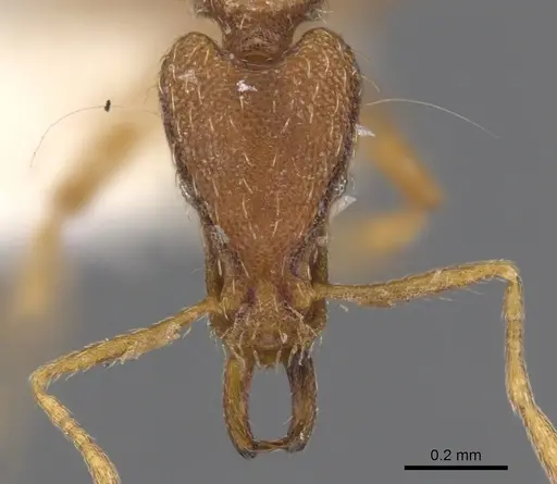 Strumigenys eumekes specimen CASENT0900814 image casent0900814_2
