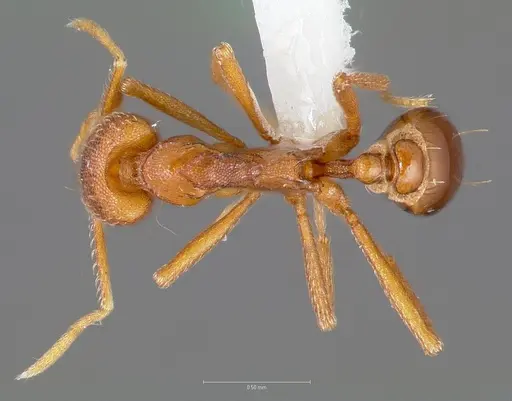 Strumigenys europs specimen CASENT0005533 image casent0005533_1