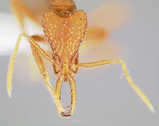 Strumigenys europs specimen CASENT0005533 image casent0005533_2