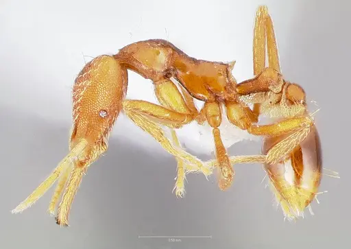 Strumigenys europs specimen CASENT0005533 image casent0005533_3