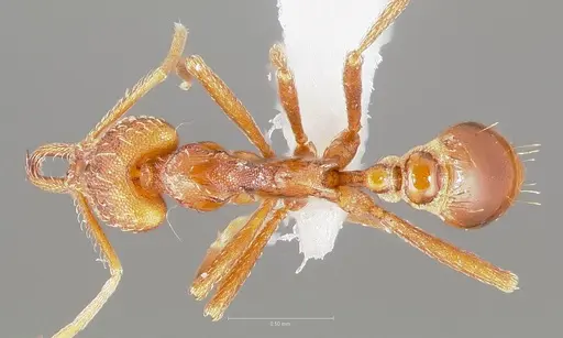 Strumigenys europs specimen CASENT0005534 image casent0005534_1