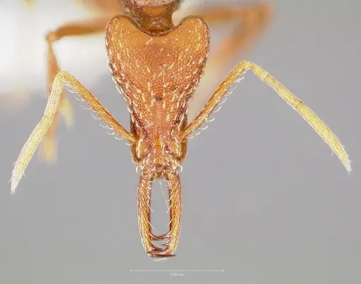 Strumigenys europs specimen CASENT0005534 image casent0005534_2