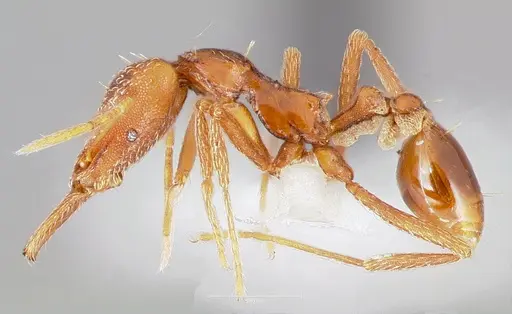 Strumigenys europs specimen CASENT0005534 image casent0005534_3