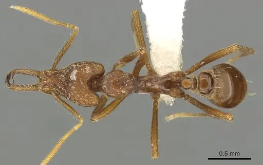 Strumigenys europs specimen CASENT0900721 image casent0900721_1