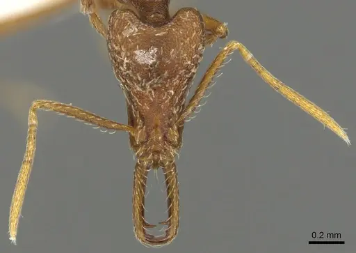 Strumigenys europs specimen CASENT0900721 image casent0900721_2