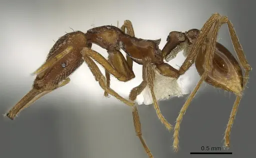 Strumigenys europs specimen CASENT0900721 image casent0900721_3