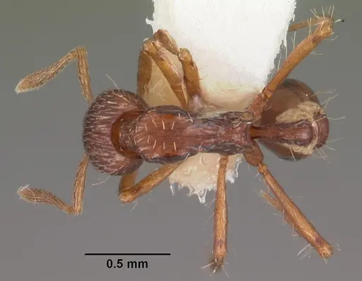 Strumigenys euryale specimen CASENT0102601 image casent0102601_1