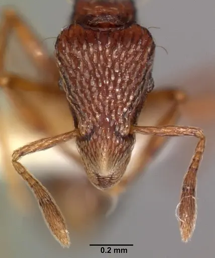 Strumigenys euryale specimen CASENT0102601 image casent0102601_2
