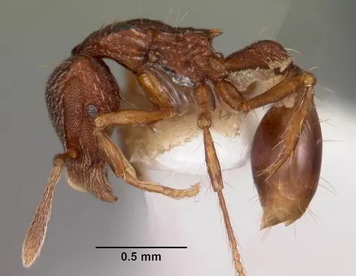 Strumigenys euryale specimen CASENT0102601 image casent0102601_3