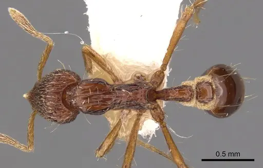 Strumigenys euryale specimen CASENT0900128 image casent0900128_1