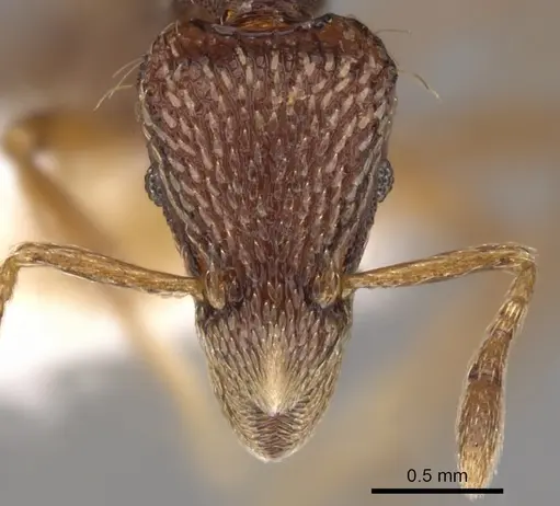 Strumigenys euryale specimen CASENT0900128 image casent0900128_2