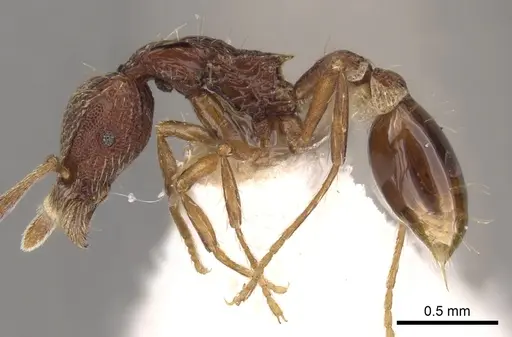 Strumigenys euryale specimen CASENT0900128 image casent0900128_3