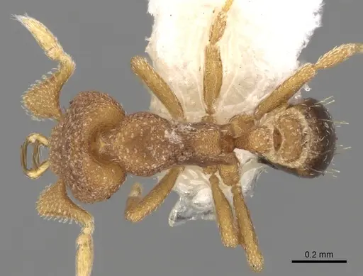 Strumigenys eurycera specimen CASENT0280730 image casent0280730_1